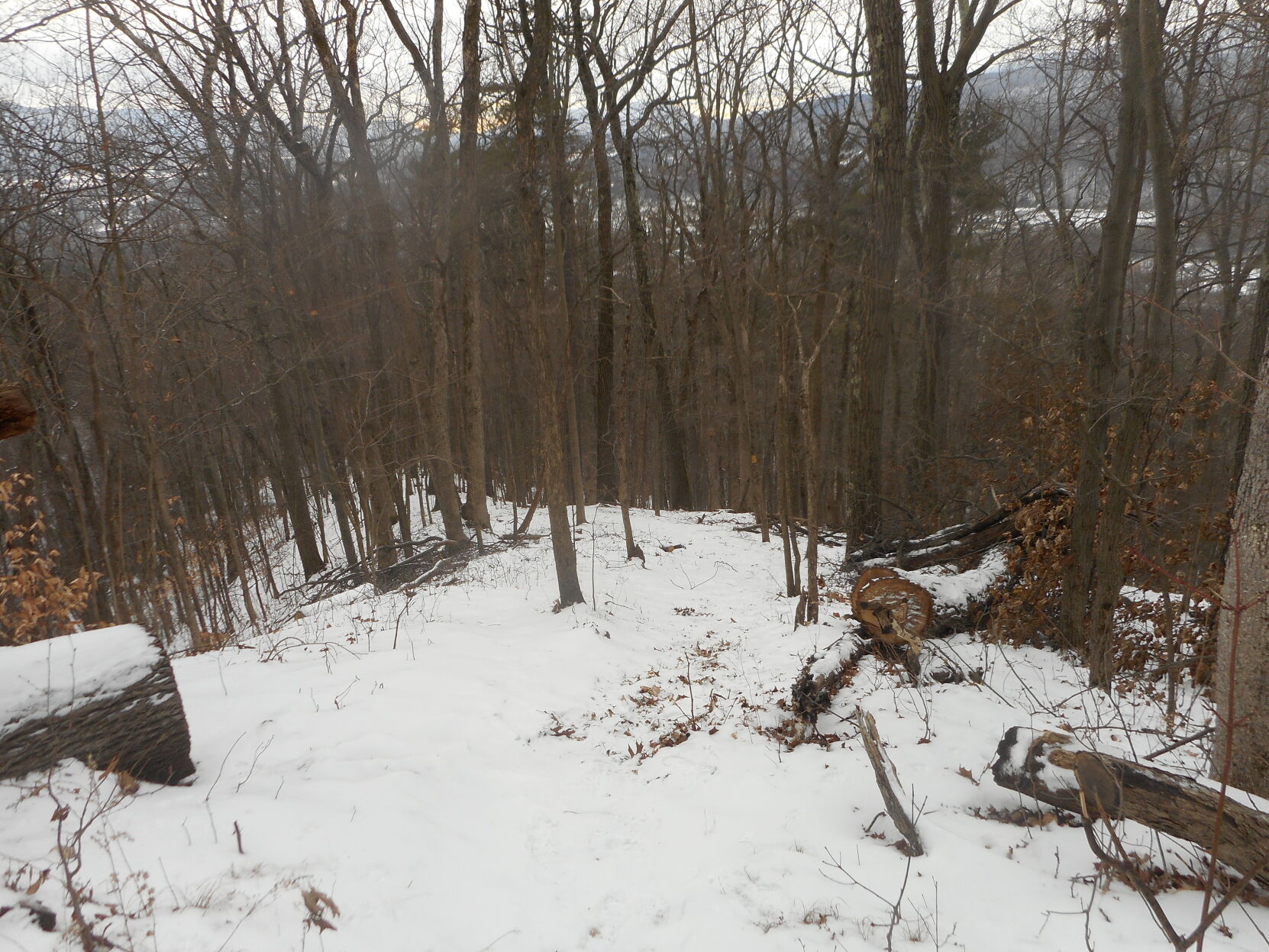 the summit meadow
